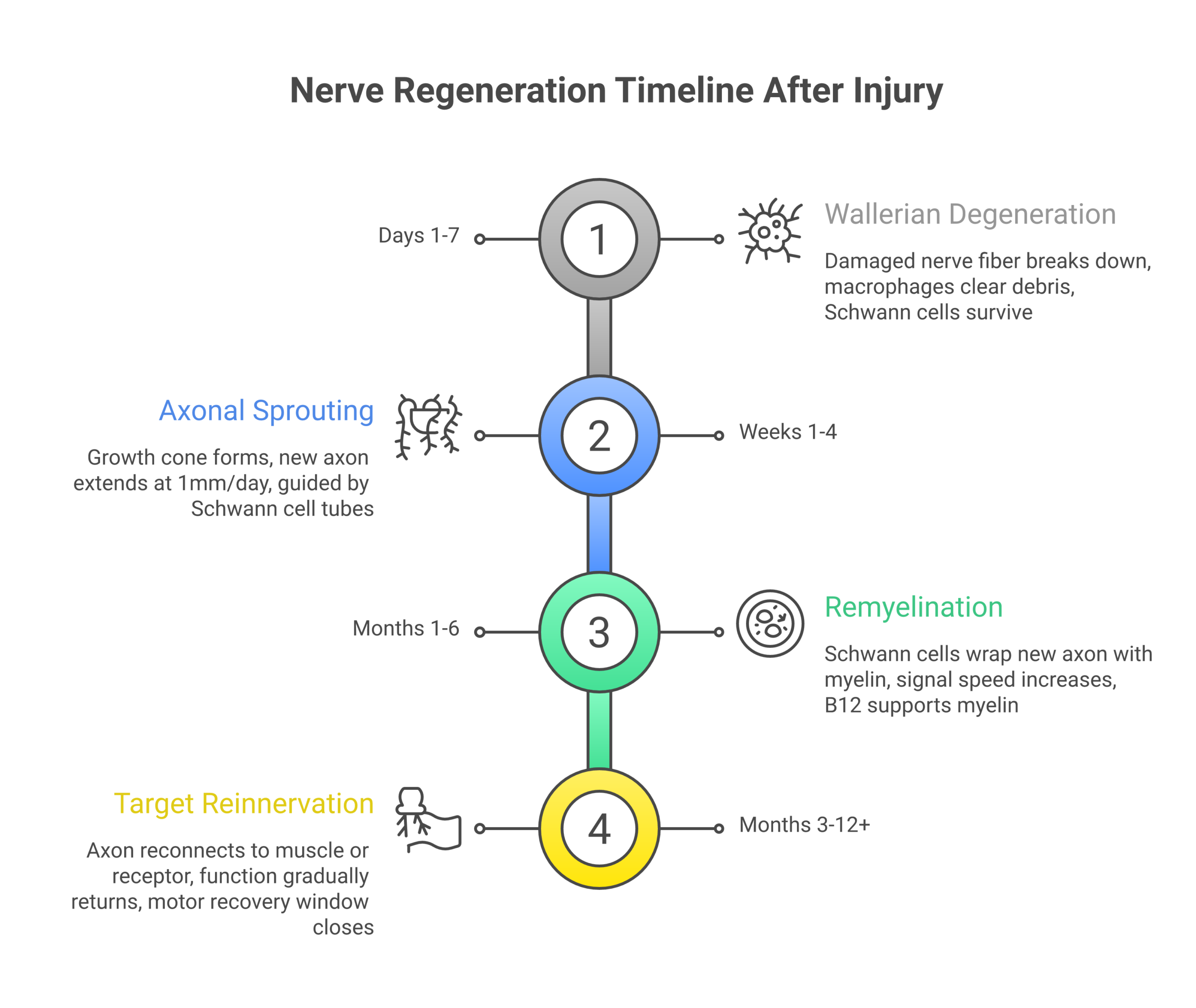 Diagram of four phases of nerve regeneration after injury including Wallerian degeneration axonal sprouting remyelination and target reinnervation