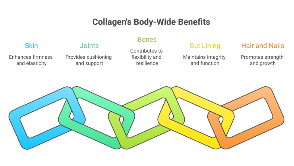 What Is Collagen? Benefits, Sources, and How to Boost It Naturally Collagen role in five body areas skin joints bones gut lining hair and nails