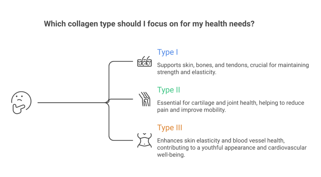 Collagen types I II and III comparison for adults over 50