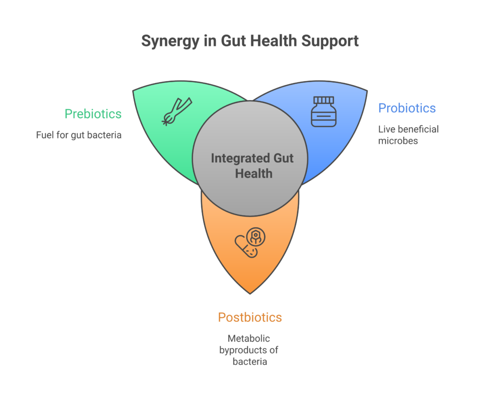 Why Postbiotics and Butyrate May Be Better Than Probiotics Comparison chart showing how prebiotics feed bacteria, probiotics add live bacteria, and postbiotics deliver beneficial metabolites directly to the gut