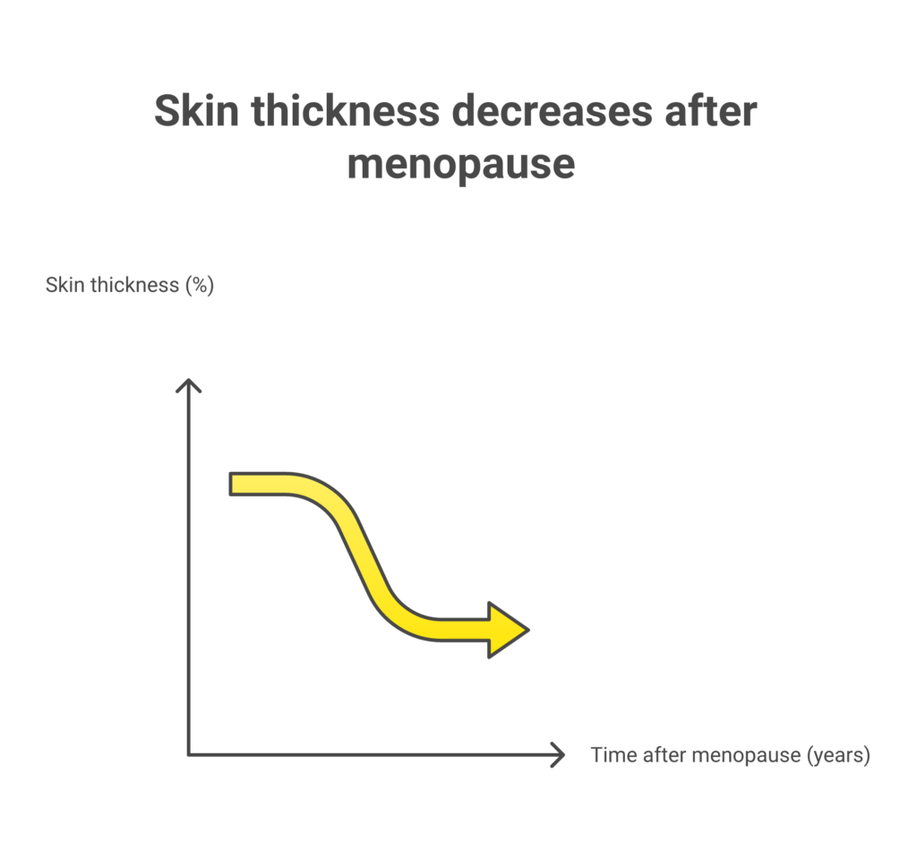 How skin changes after menopause showing collagen loss and thickness decline over time