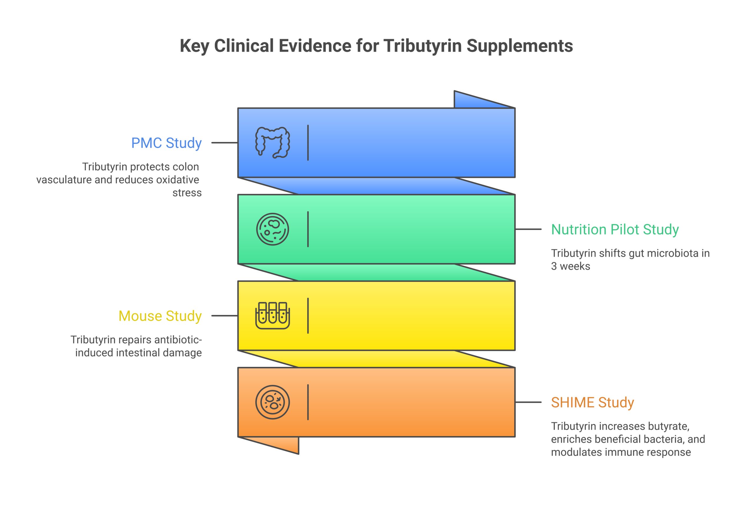 Tributyrin: Why CoreBiome® Is the Best Patented Form of Butyrate Timeline of clinical evidence for tributyrin supplements from 2018 to 2025 including SHIME model and mouse studies