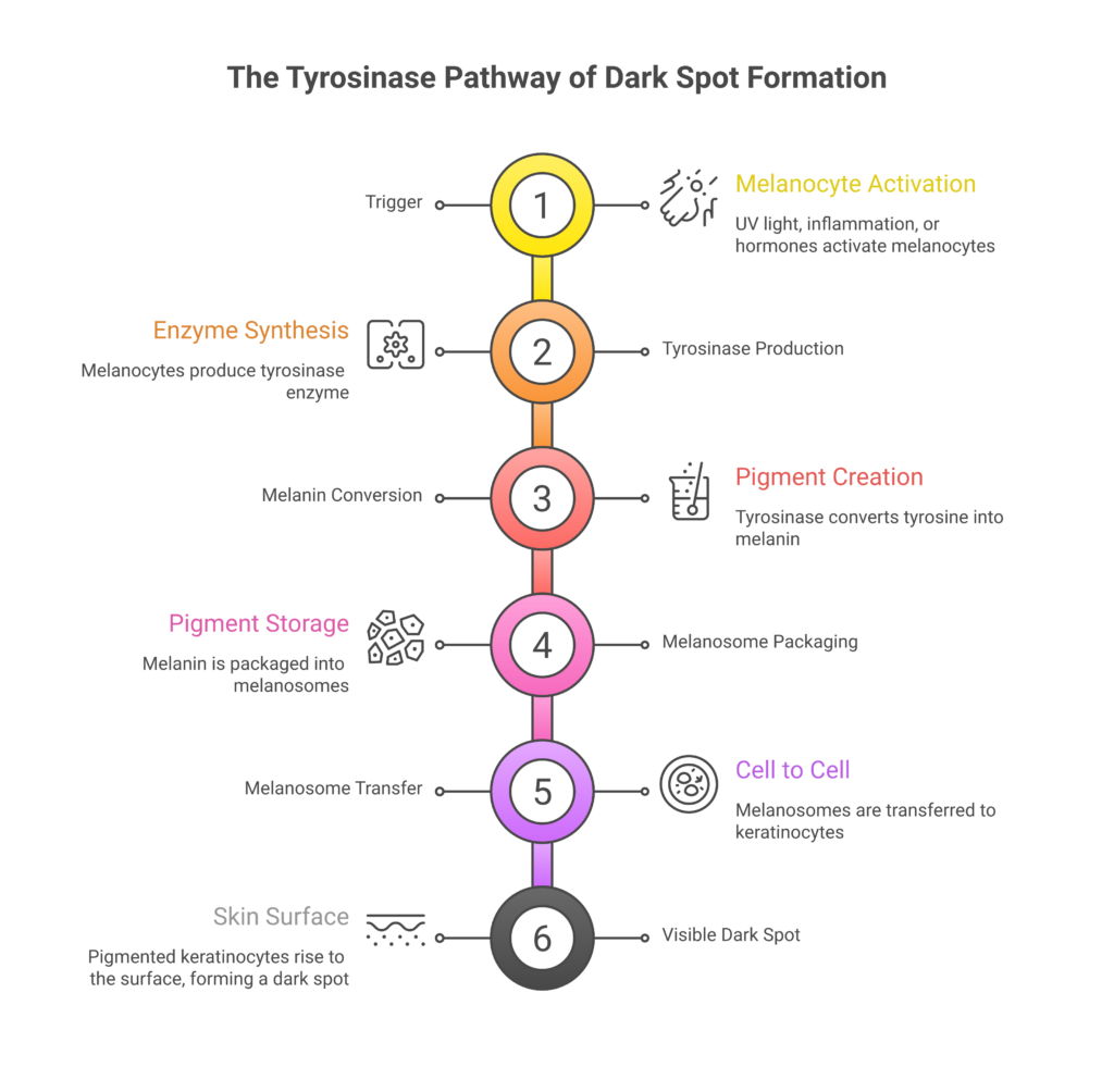 Diagram showing the 6-step tyrosinase pathway that creates dark spots from UV triggers to visible hyperpigmentation
